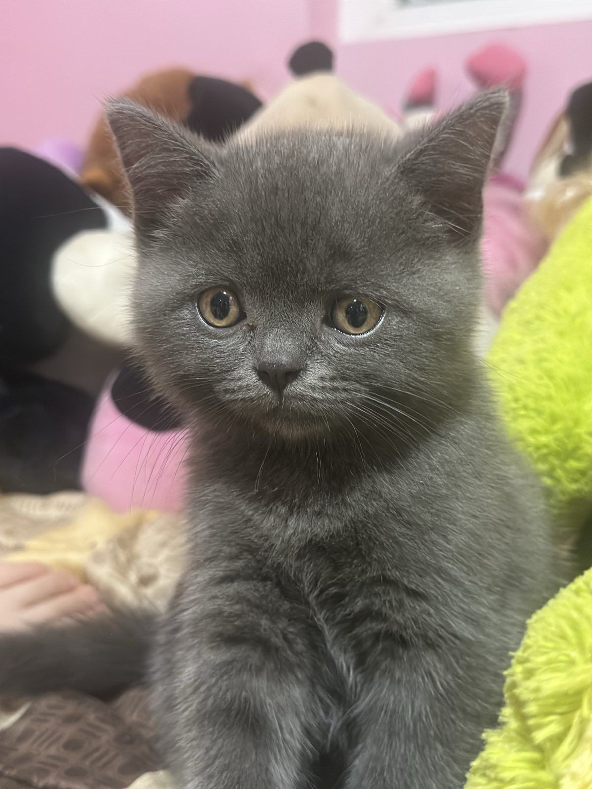 Британски котета