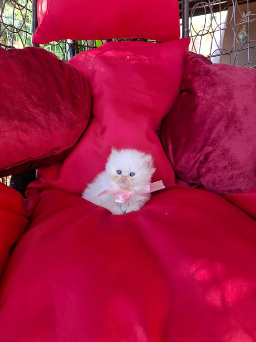Персийски (хималайски)котенца!