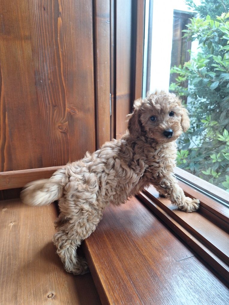 Pudel/caniche pitic
