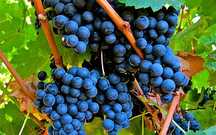 Vand struguri Merlot de calitate superioară direct din vie pentru vin.