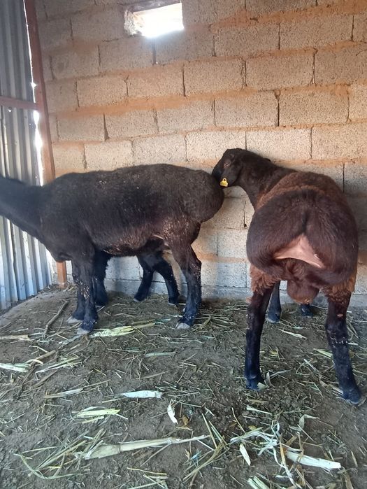 1 қошқар 1 қозылы қой сатылады