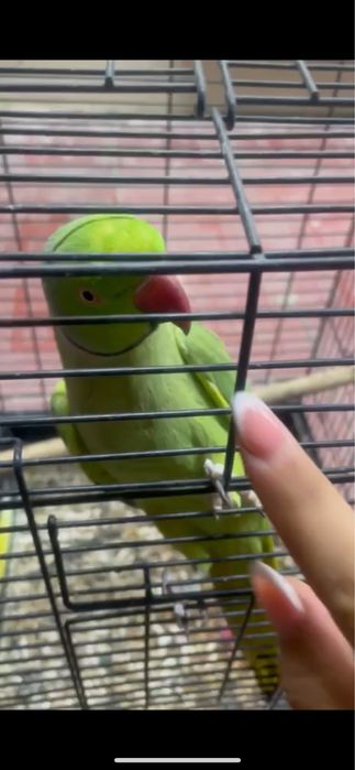 Papugay sotiladi bolasini 55 dolirdan sotsela buladi 2 tasini 2800