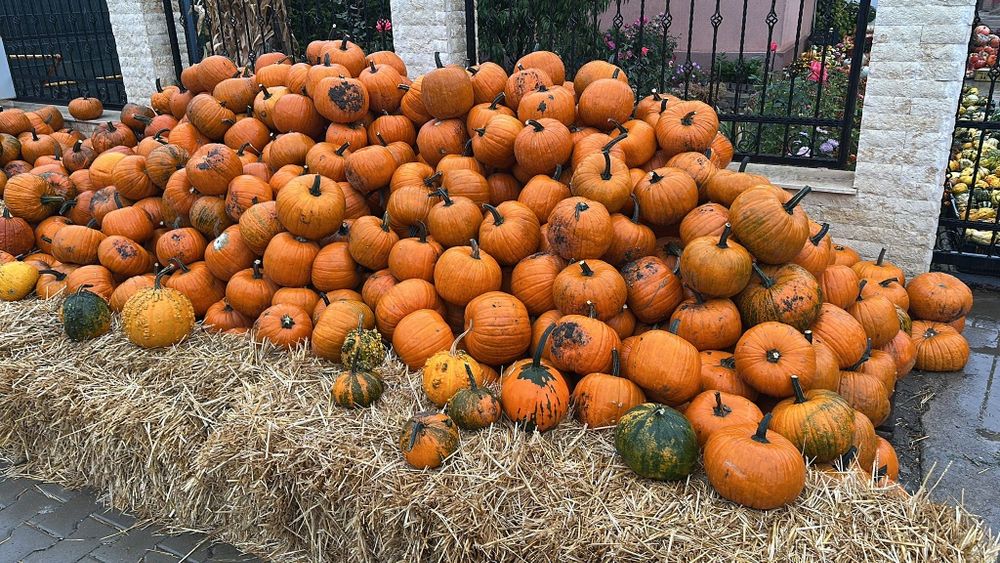 Vând 10 tone dovleci Halloween- 1,5 lei kg