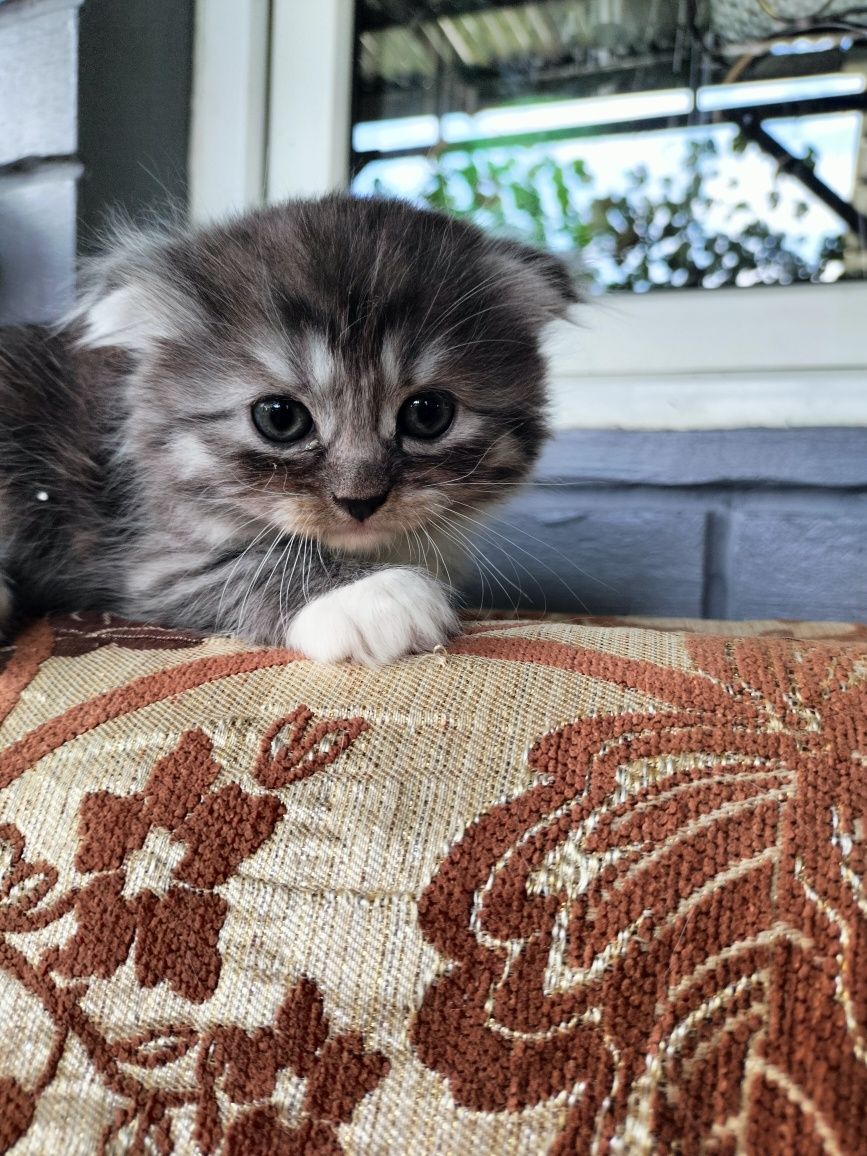 Продам красивых шотландских котят.Есть девочки и мальчики,