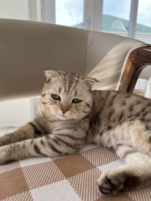 Вязка Шотландский Кот