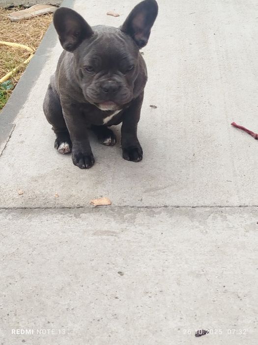 Френски булдог мъжко и женско