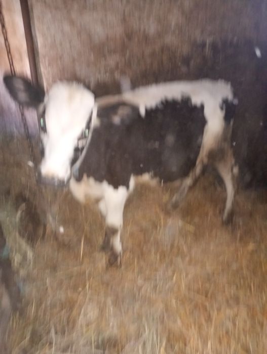 Vand vitel in varsta de 6 luni