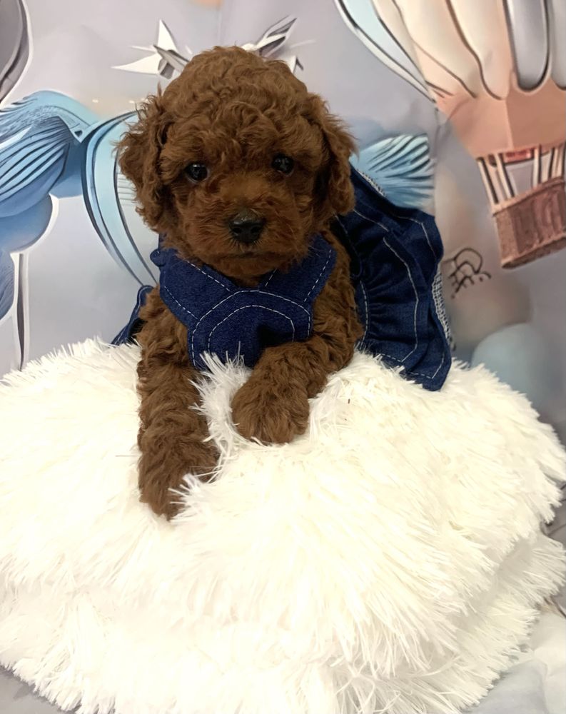 Пудел той Poodle toy с родословие