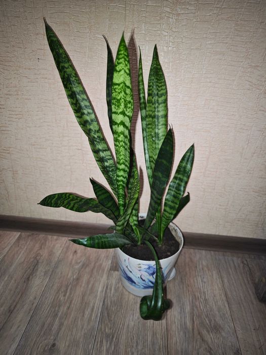 Сансевиерия Зейланика комнатные растения станция метро Москва