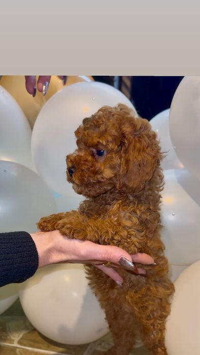 Пудел той / Пудел ТОЙ