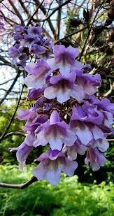 Paulownia tomentossa