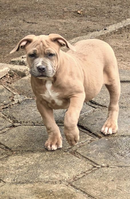 Американско Були ХЛ / American Bully XL  2 момчета и 2 момичета