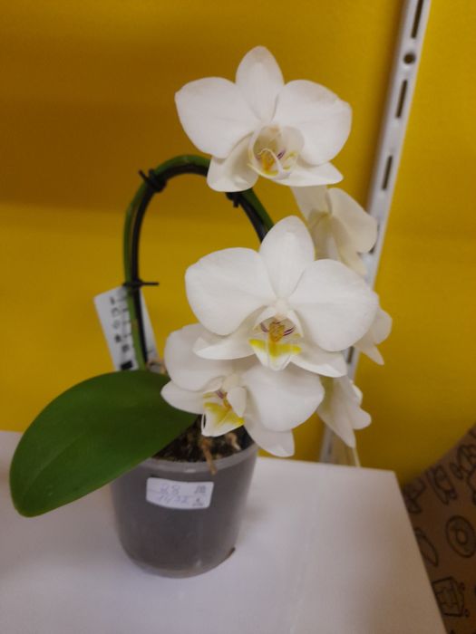 Букети и цветя в саксия за вашия дом и празник