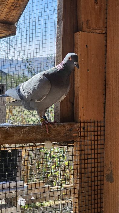 Vând porumbeii voiajori sunt peste 10 bucăți ii dau la 250 lei toti