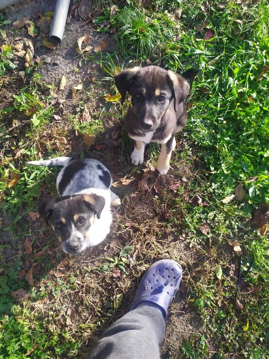 Donez 2 căței de 10-11 săptămâni !