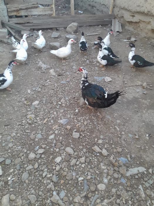 Продаются  индоутки