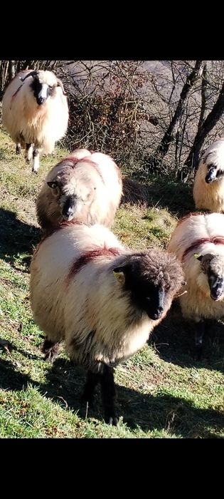 Oi de vânzare pe ales