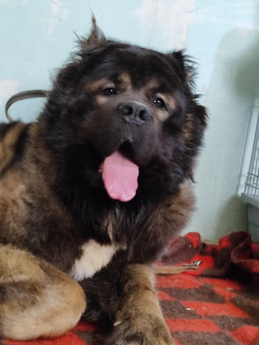 Кавказские овчарки