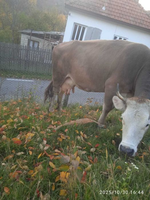 Vaca de lapte de 5 ani - 5500 ron