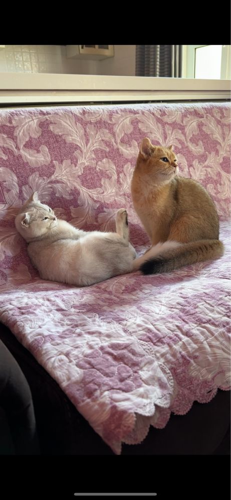кот и кошка продаются