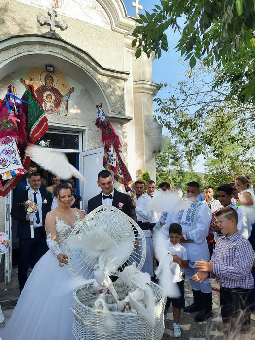Porumbei albi pentru nunta