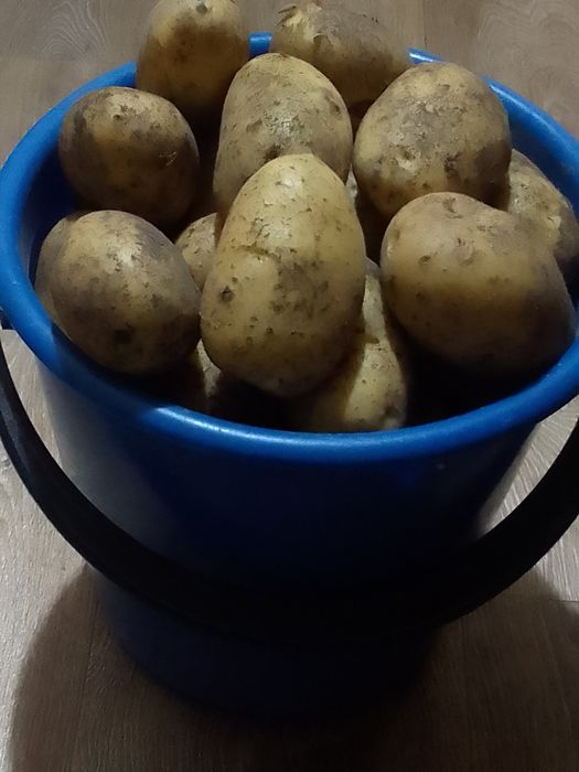 Продам картошку домашнюю 10 литров 4000тенге ведро