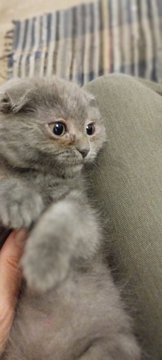 Продается вислоухий котенок, девочка