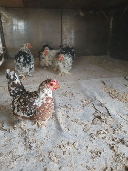 Vând gaini și cocosi