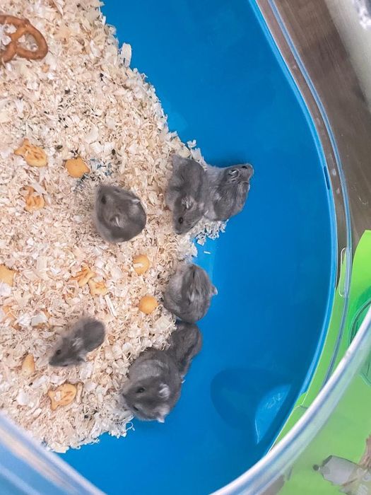 Продам хомячков ;семейка хомячков