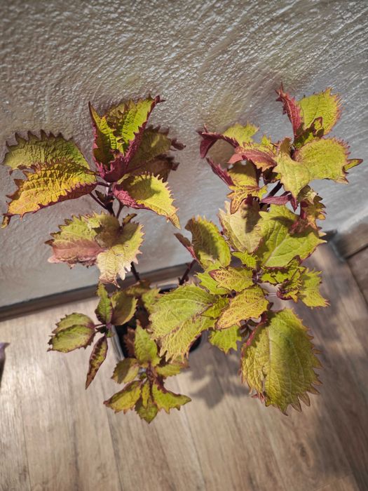 Колеус комнатные растения, метро Москва