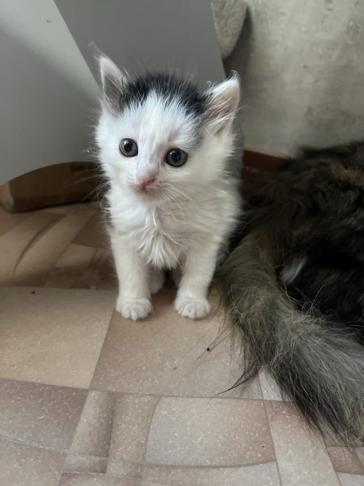 Отдам котенка бесплатно