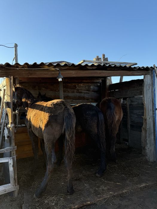 Продам жеребчиков,стоят в с. Коряковка недалеко от Павлодара