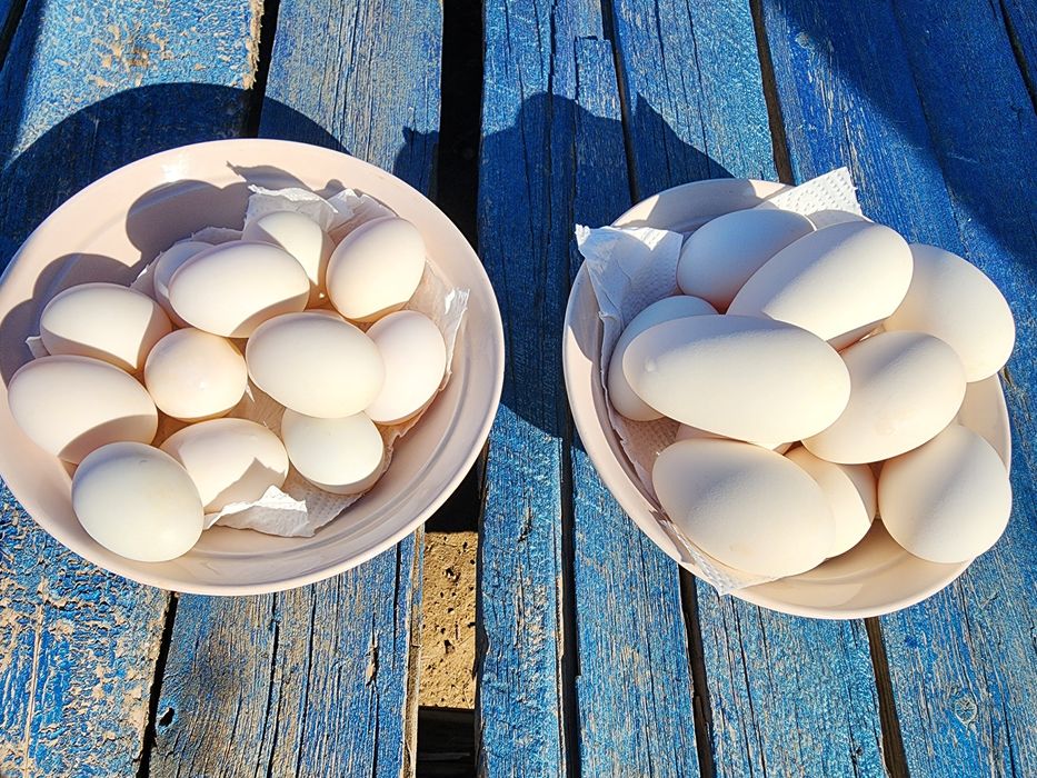 Продаю домашние утиные и гусиные яйца