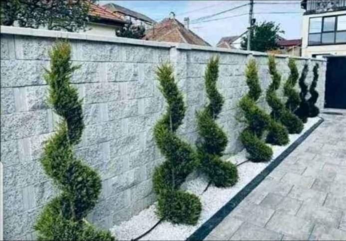 Vand plante ornamentale Tuia smarald leilandy șpirale gazon rulou