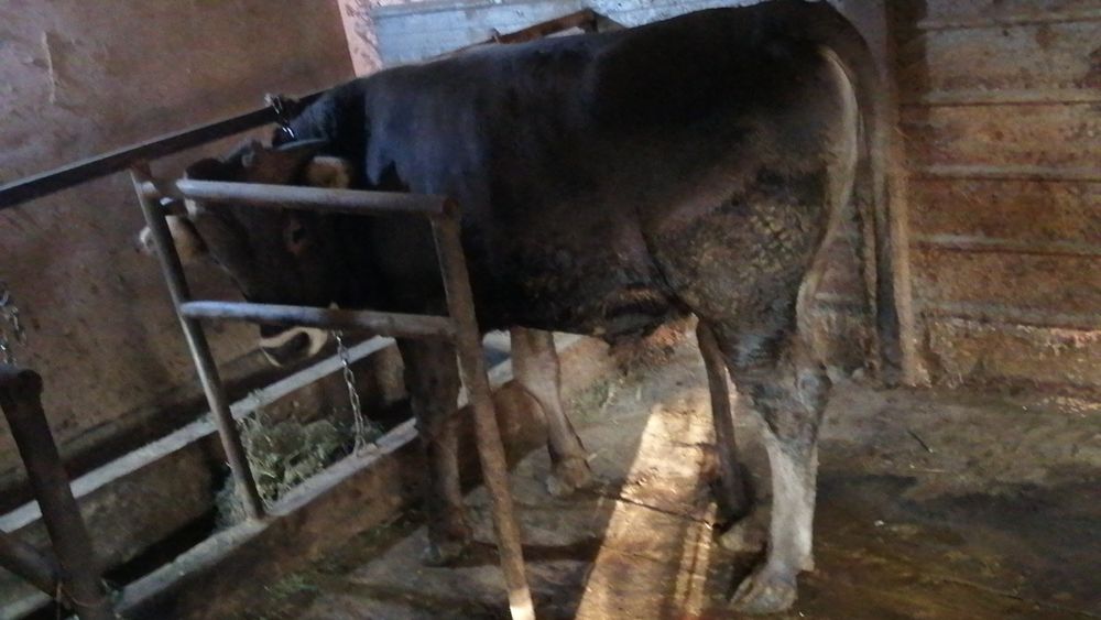 Продам бычка Алатауской породы