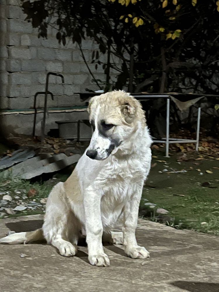 Turkmensiy Alabay 4 oylik urg’ochi sotiladi