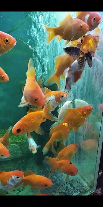 Златни рибки (Carassius auratus)