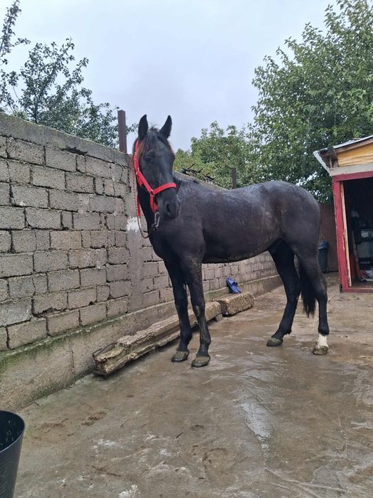 Vănd? Càl cu carutà și hàm calul ieste castrat càlul are 3 ani