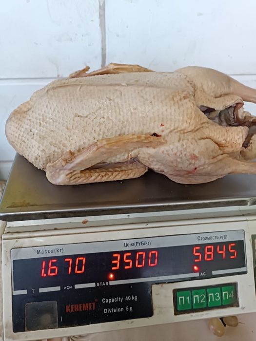 Мясо домашней уточки