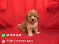 Vand baietel maltipoo f1 mini toy