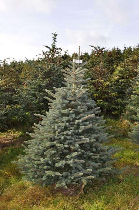 Pepiniera de brazi verzi si argintii. Brad normandia, abies alba picea