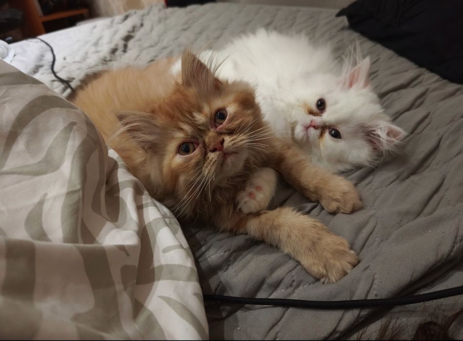 Породисти персийски котета