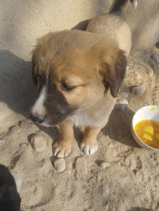 1 hafraga kafolat beradi