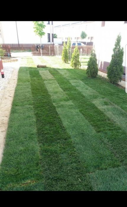 Gazon rulou sport/ calitate extra /asiguram transport și montaj