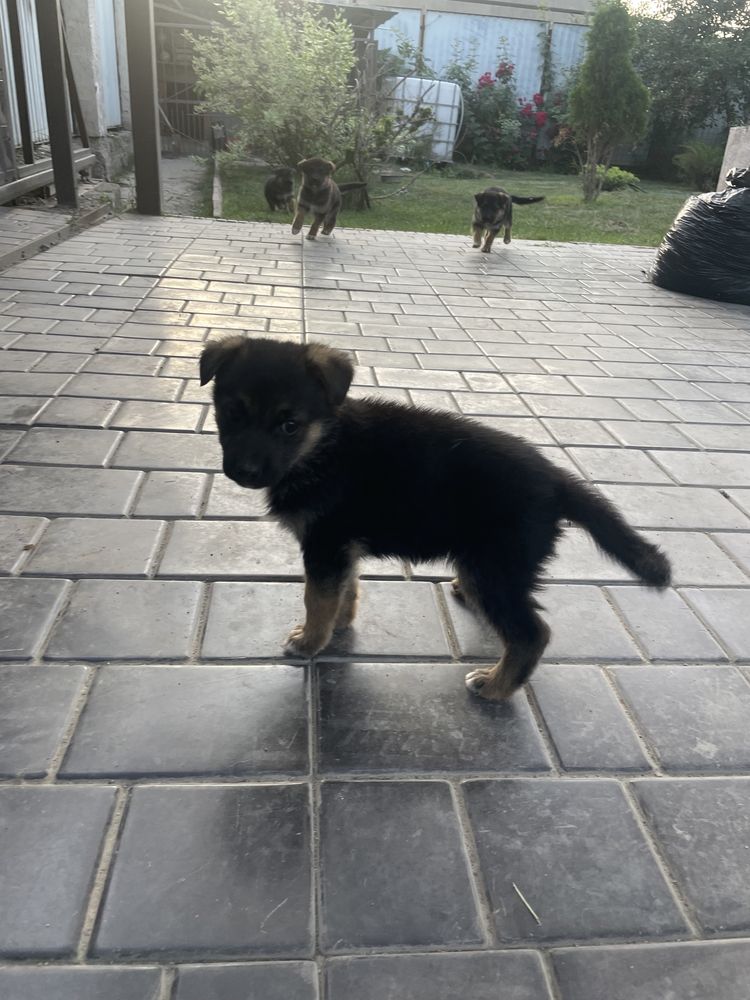 щенки класные срочно