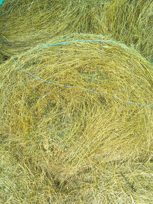 Vând baloți de Lucernă 2025