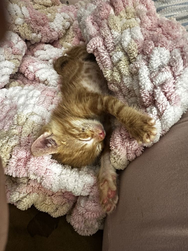Малко мъжко коте Руди