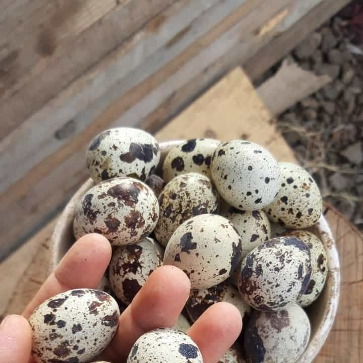 Oua de prepeliță