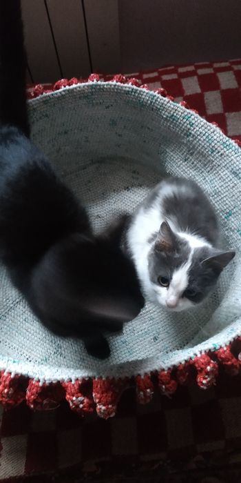 Мысык баласын тегин беремин. Шиели ауданы