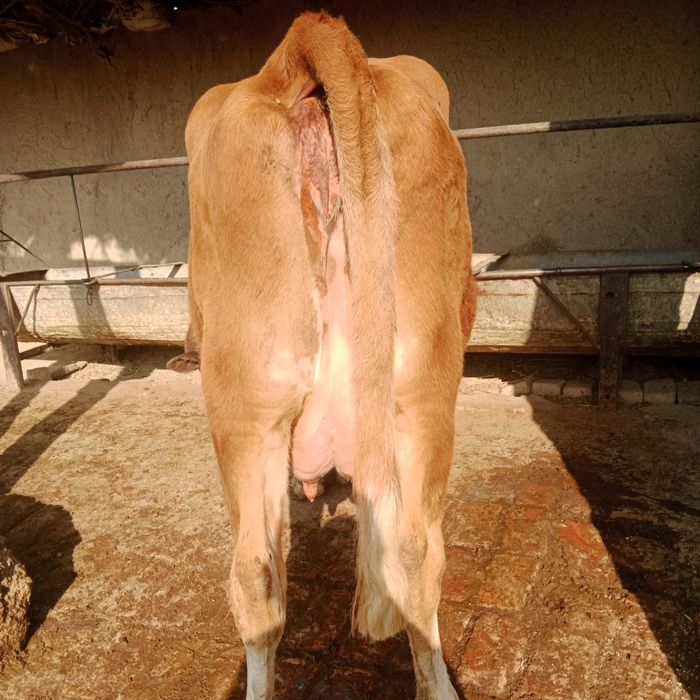 Ona bola sotiladi yeb ichishi zoʻr parodali simental gibrit